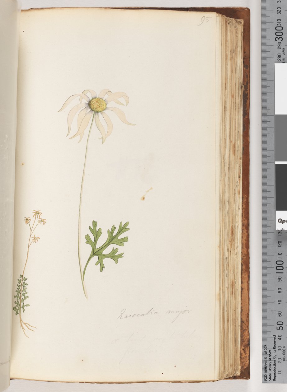 Pagina 95. Eriocalia major da Unknown artist