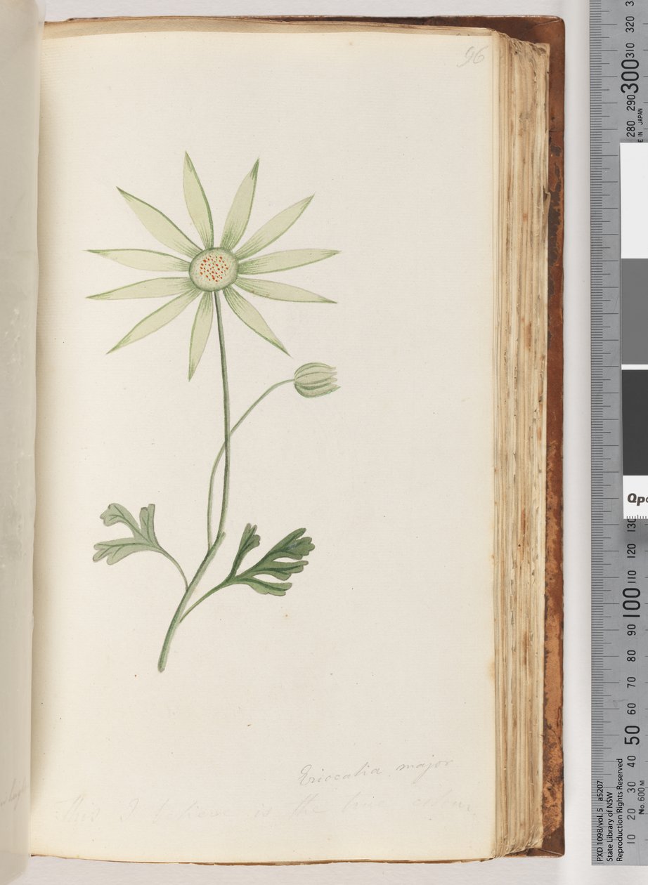 Pagina 96. Eriocalia major da Unknown artist