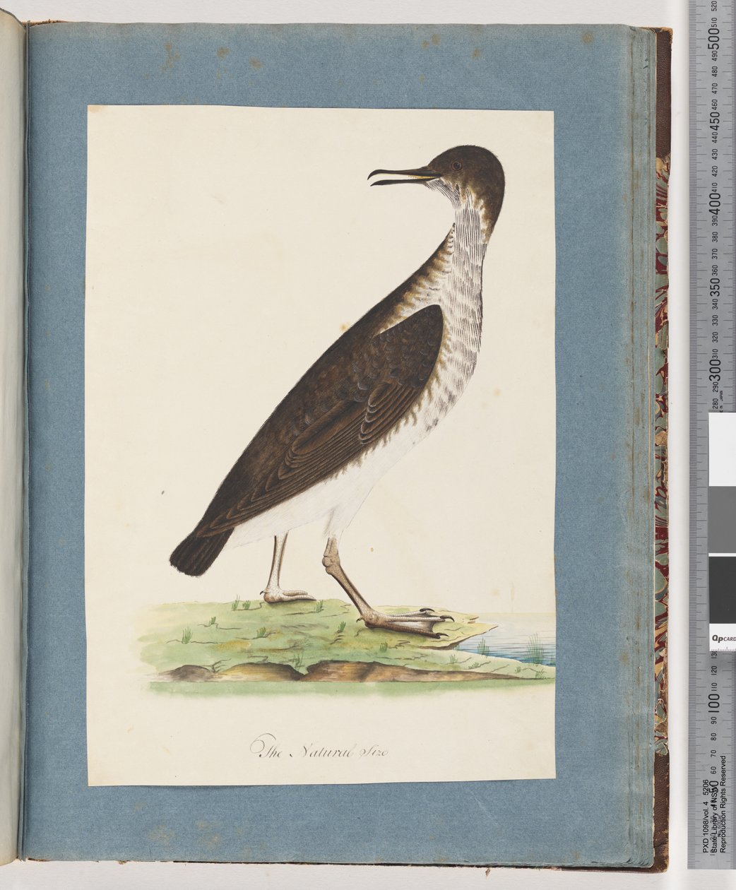 Pagina 96. Uccello non identificato da Unknown artist