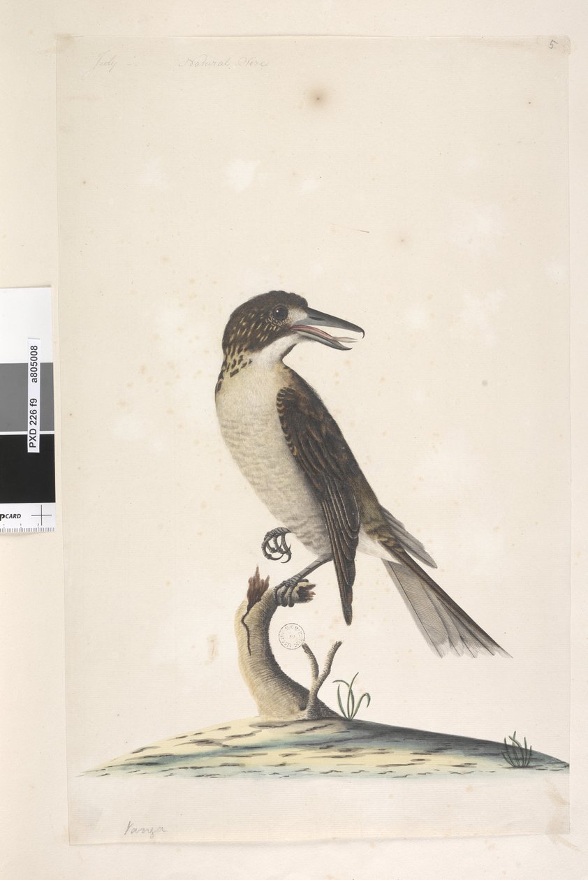 Pagina 9. Vanga. in alto a sinistra in altra mano luglio, dimensione naturale. Uccello macellaio grigio Cractius torquatus femmina, 1791-92 da Unknown artist