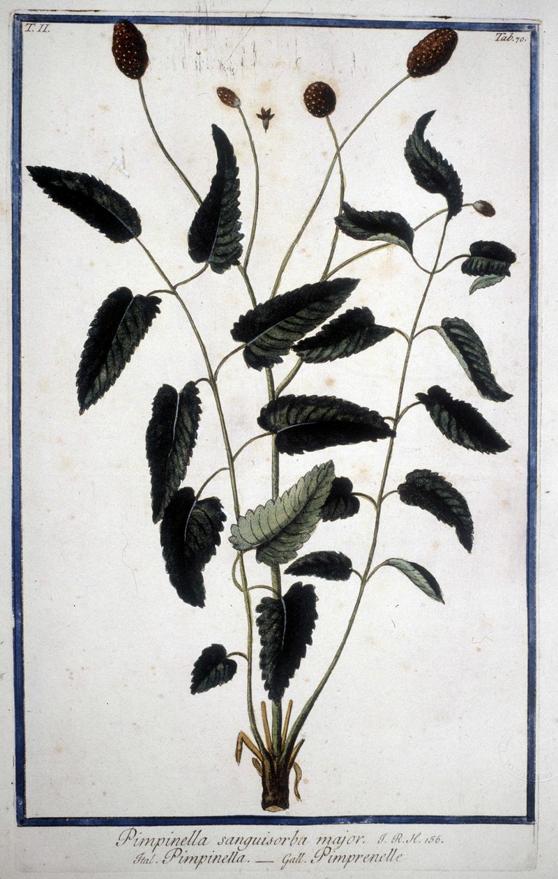 Pimprenelle: Pimpinella Sanguisorba major da Unknown artist