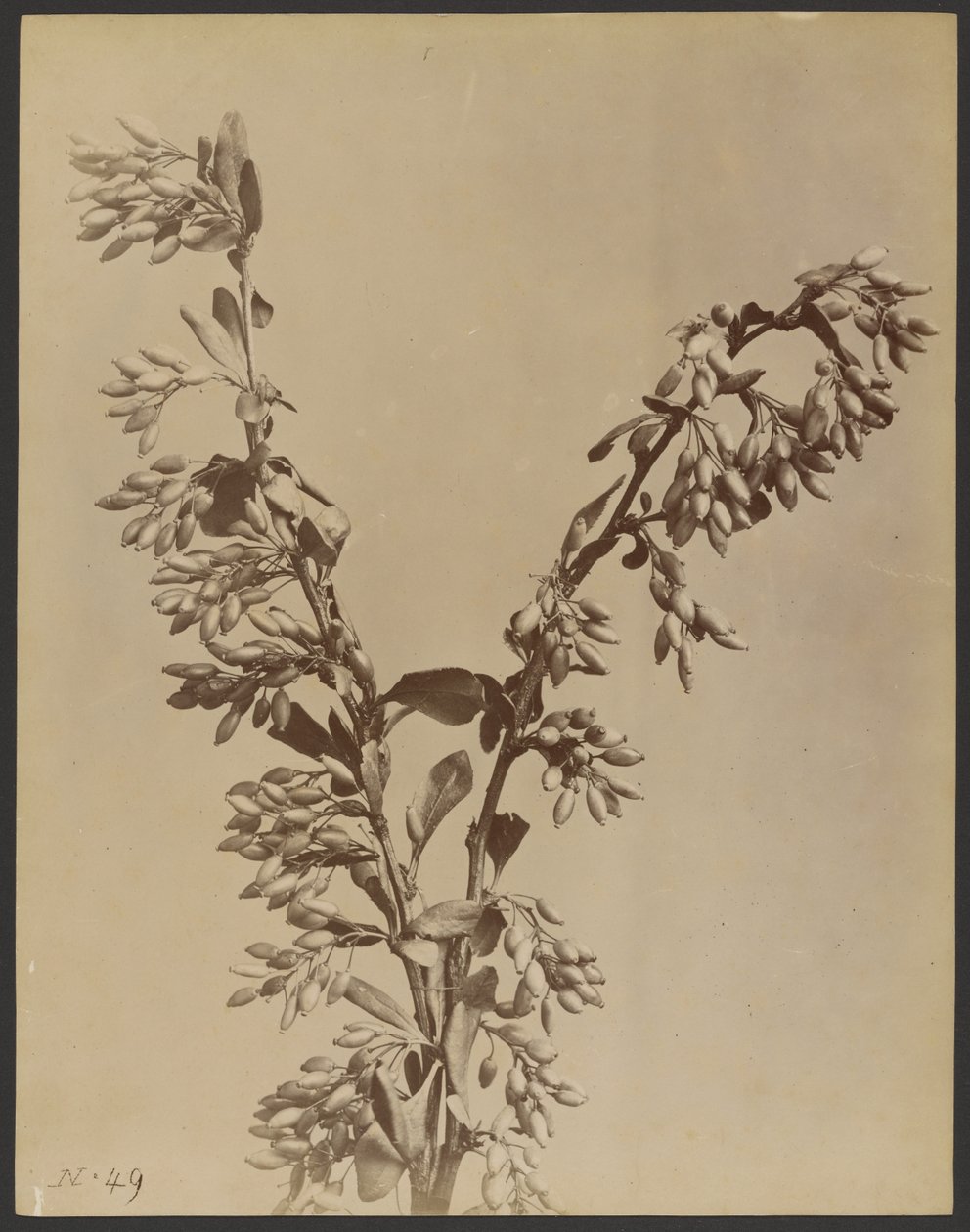 [Pianta con grappoli di baccelli] da Unknown artist
