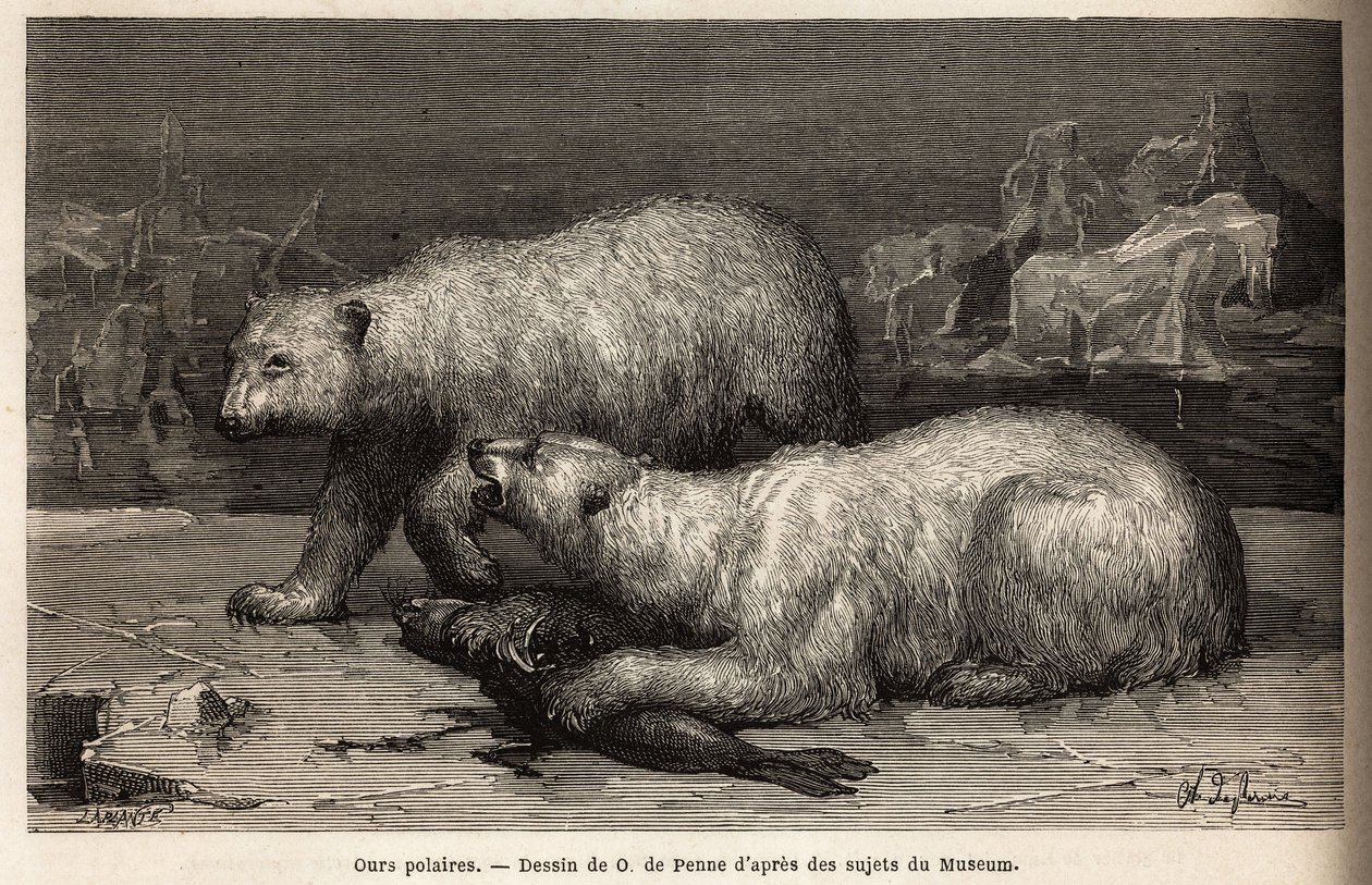 Orsi polari sul pack, che battono una foca appena catturata. Incisione per illustrare il viaggio al mare libero del polo artico, del Dottor Hayes, chirurgo della Marina degli Stati Uniti, nel 1860-1862, pubblicata in "Le tour du monde, nouveau journal des  da Unknown artist