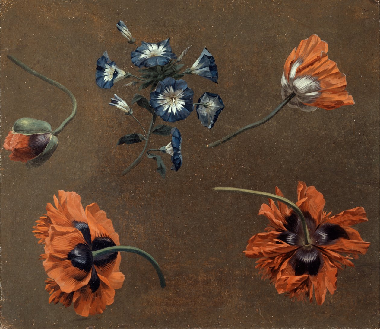 Papaveri e Tradescantia da Unknown artist