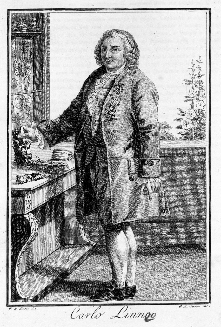 Ritratto di Carl Von Linné, naturalista e scrittore svedese (1707 - 1778). Incisione del XIX secolo da Unknown artist