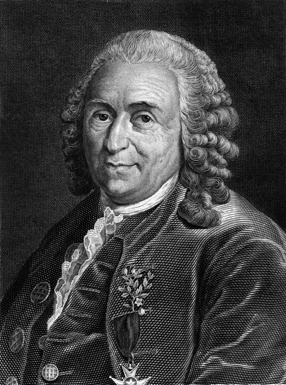 Ritratto di Carl Von Linné, naturalista e scrittore svedese (1707 - 1778). Incisione del XIX secolo da Unknown artist