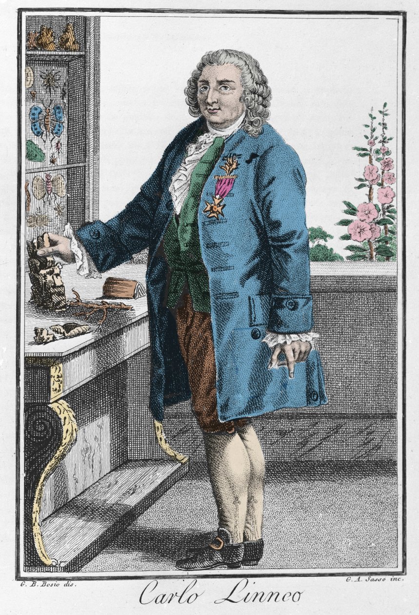 Ritratto di Carlo Linneo (Carl von Linné, Linneo) da Unknown artist