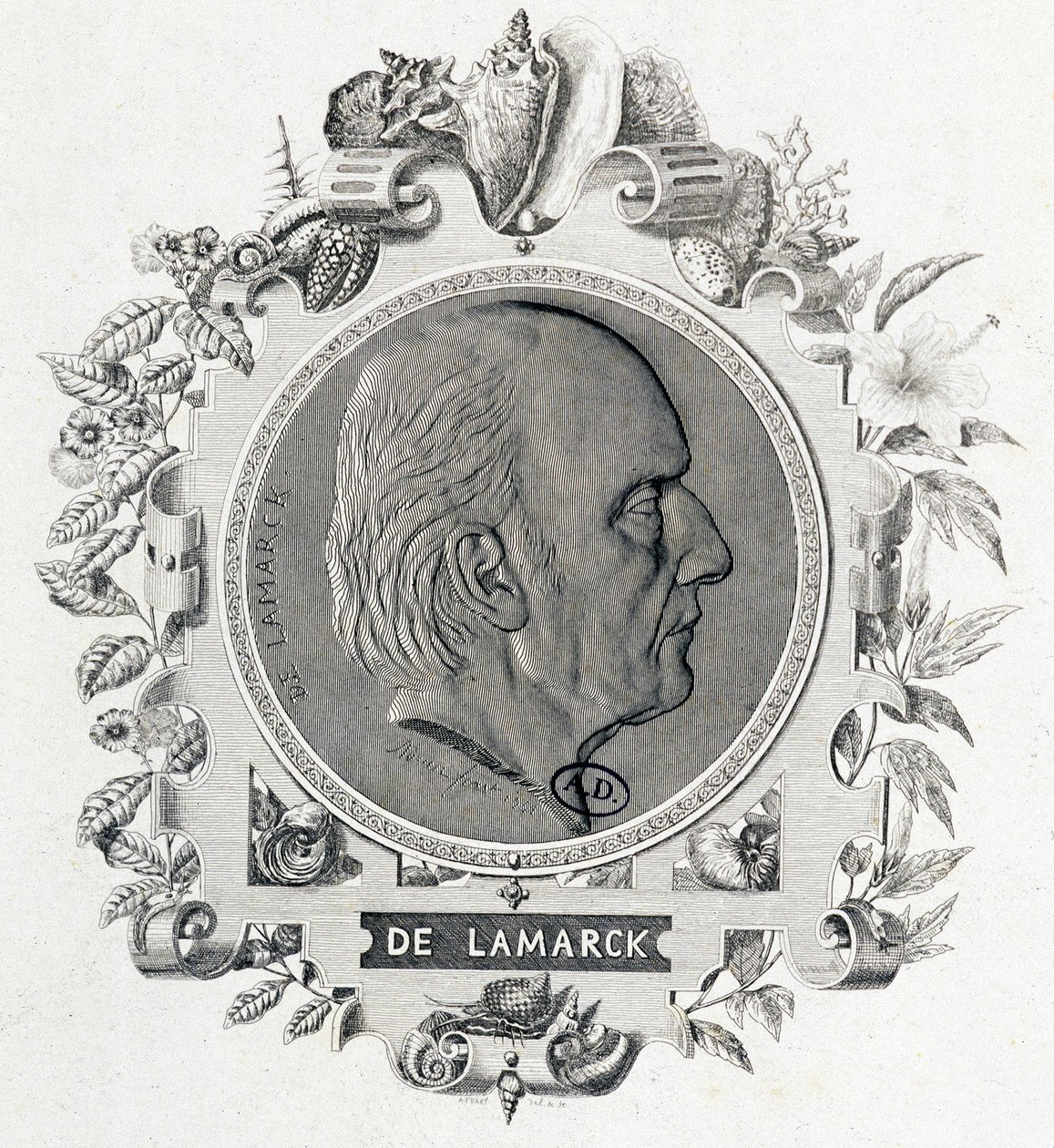 Ritratto di Jean Baptiste Lamarck - incisione da Unknown artist