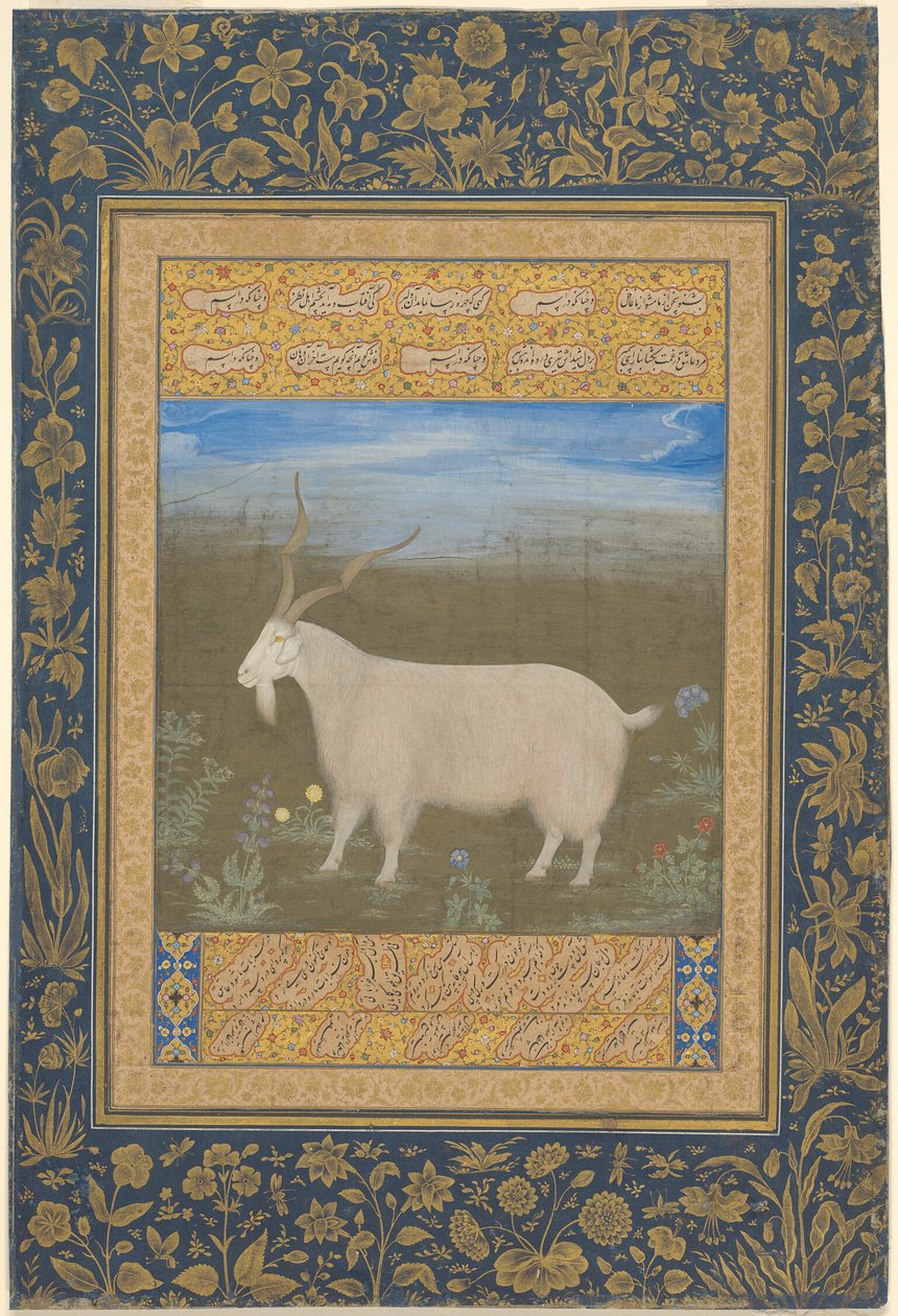 Ritratto di una capra di montagna ladakhi da Unknown artist