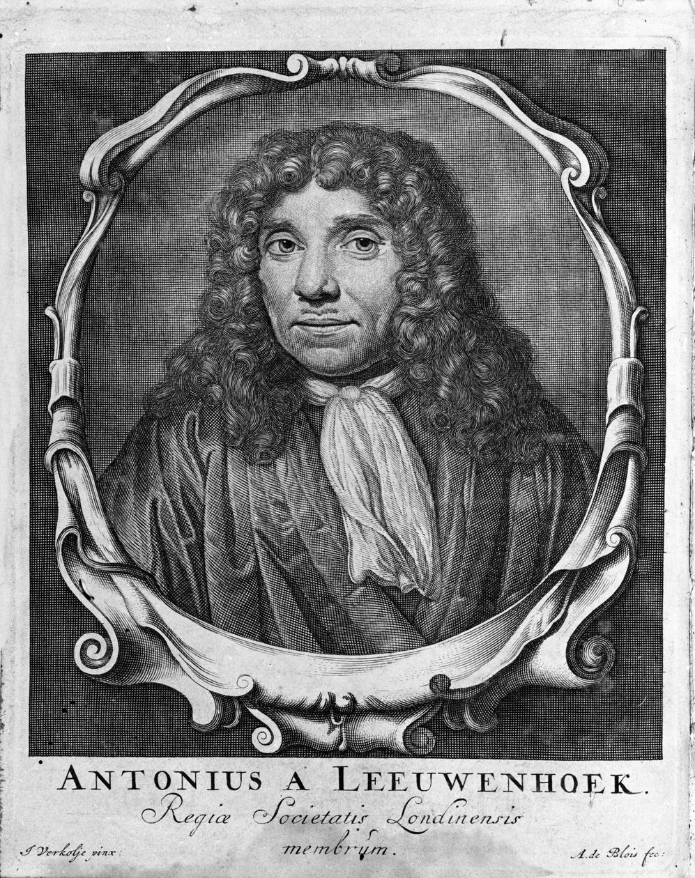 Ritratto del mercante e studioso olandese Antoine van Leeuwenhoek (1632-1723) Incisione da 