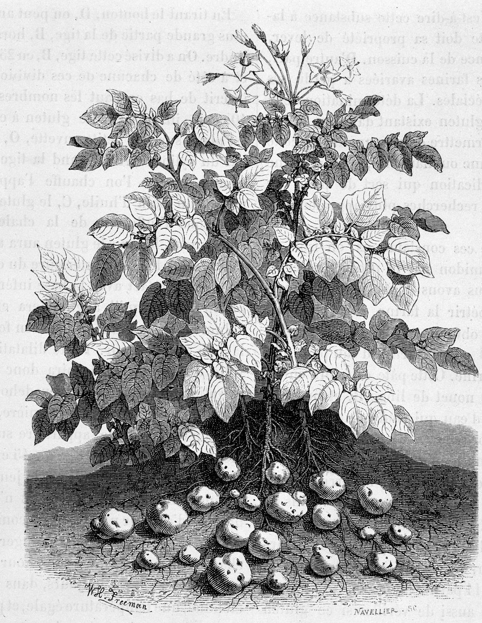 Patate e tuberi amidacei delle sue radici - Fig tree da Unknown artist