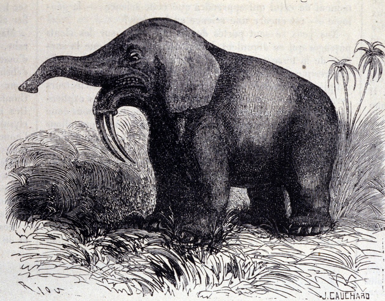 Preistoria: rappresentazione di un Dinotherium, tipo di pachiderma da Unknown artist