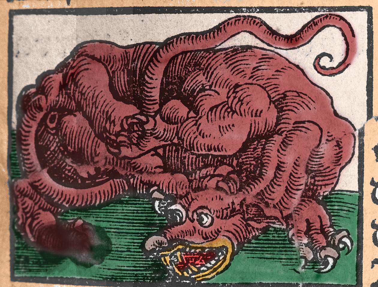 Rappresentazione di un drago. Incisione da 