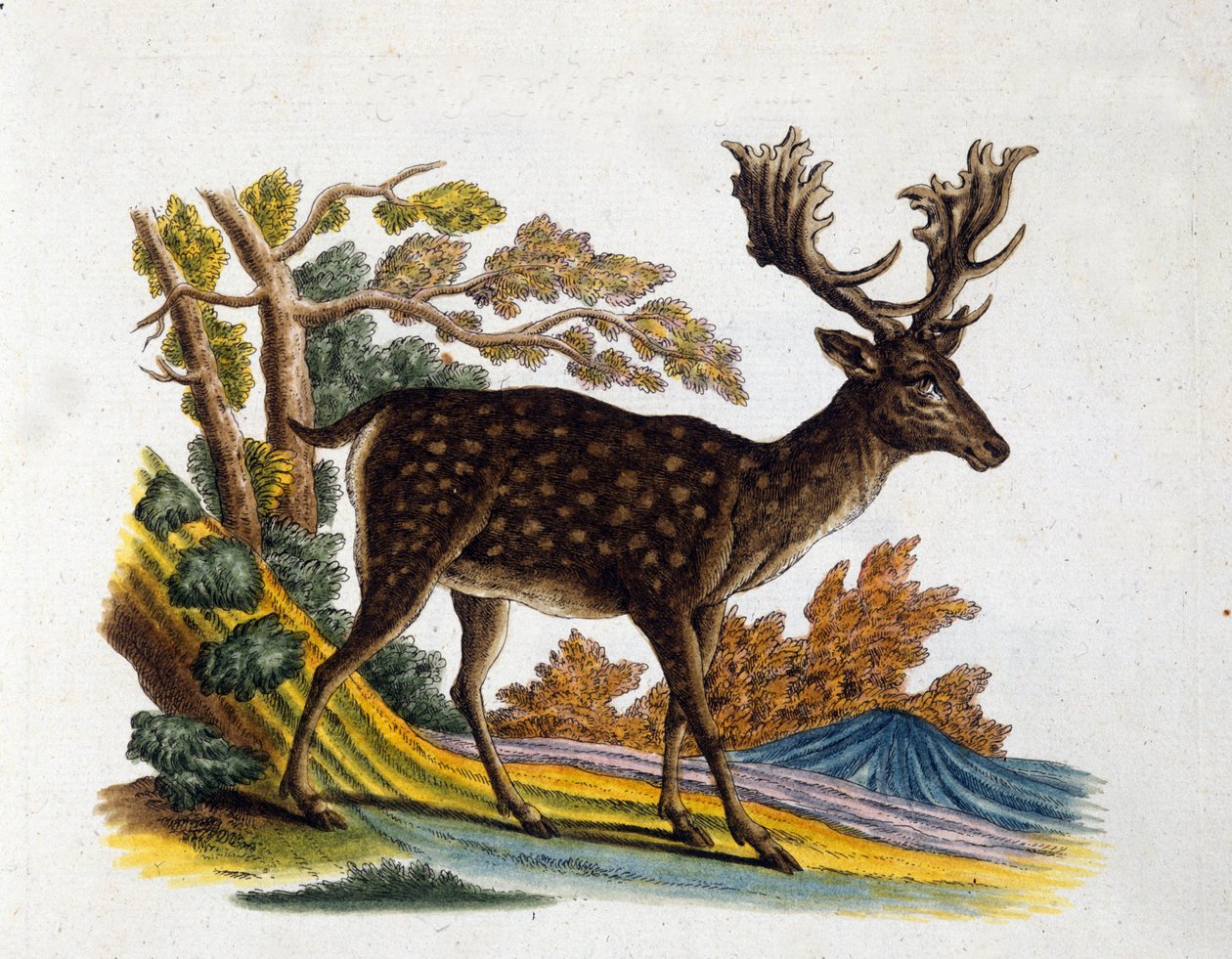 Rappresentazione di una renna. Incisione del XVIII secolo da Unknown artist