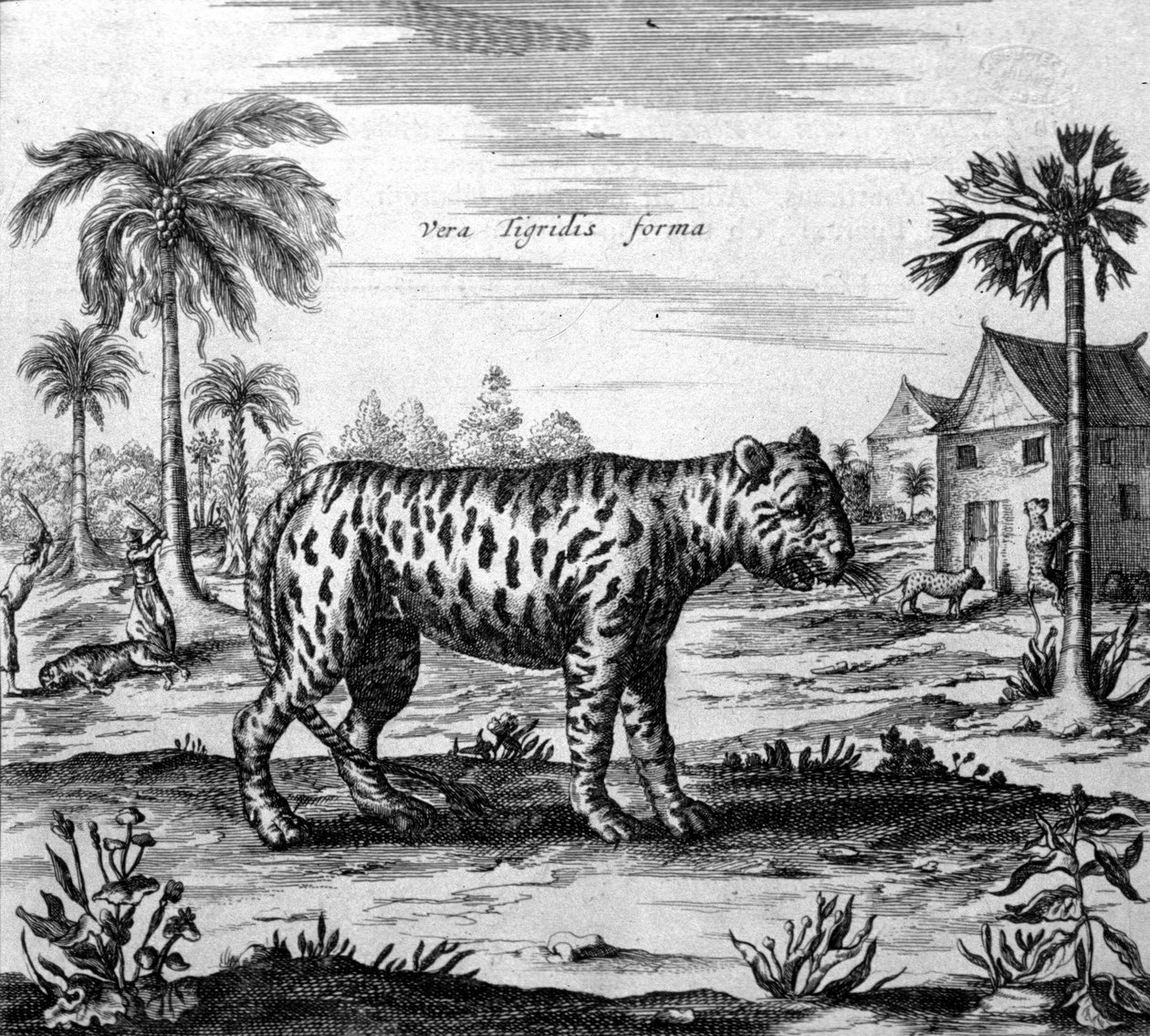 Rappresentazione di una tigre, incisione di "De China Monumenta" di Athanasius Kircher da Unknown artist
