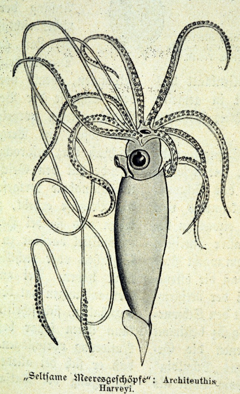 Rappresentazione di un Architeuthis Harveyi, calamaro gigante da Unknown artist