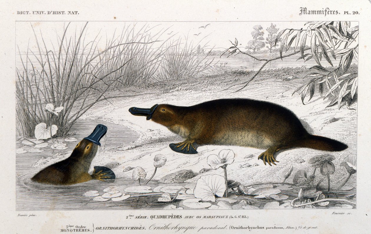 Rappresentazione di un Ornitorinco (Ornithorhynchus paradoxus, Blum.). Incisione dal 