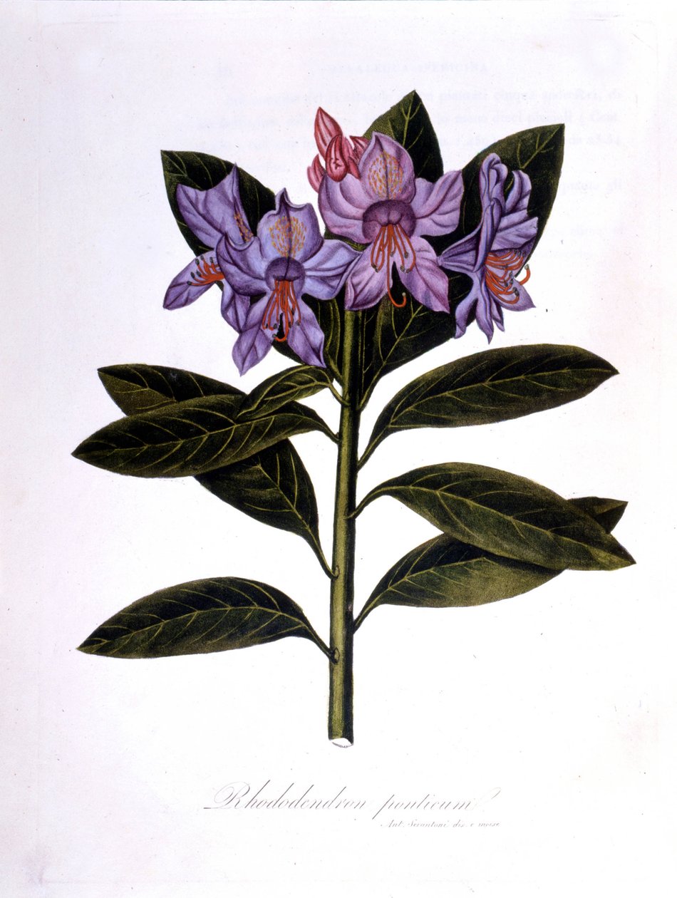 Rhododendron (Rhododendrum Pontium) da Unknown artist