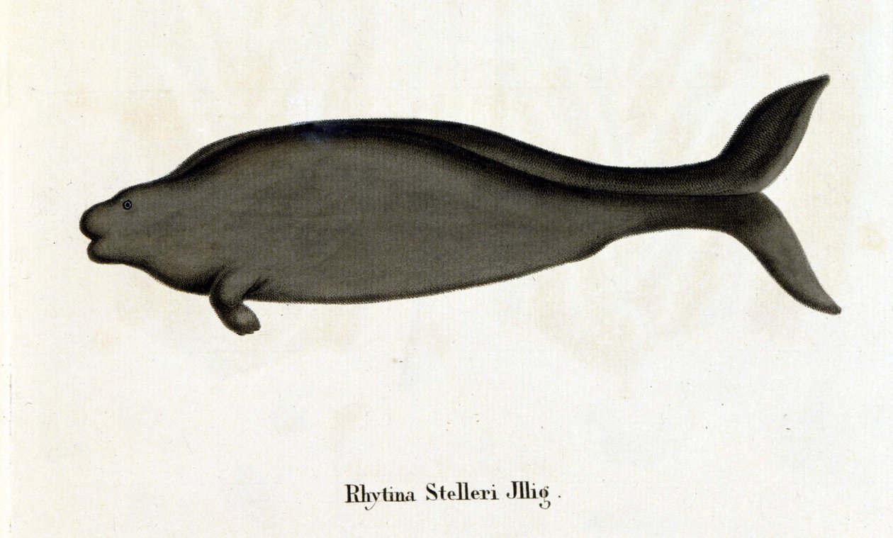 Rhytina Stelleri detta anche vacca marina di Steller, esemplare scomparso nel 18° secolo. da Unknown artist
