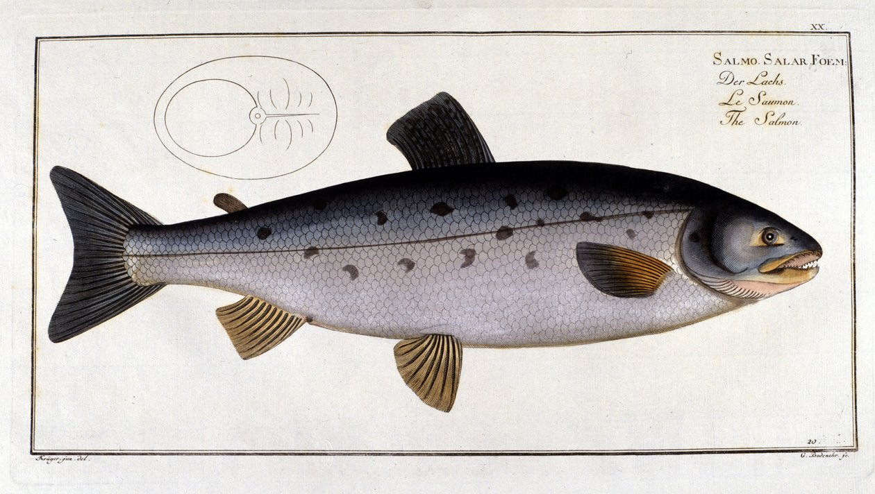 Salmone (Salmo salar) di Marc Elieser Bloch Ichtyologie Parigi - Berlino - Londra 1787 da Unknown artist