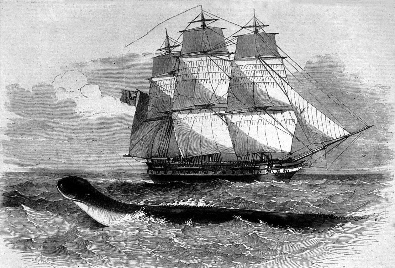 Mostro marino: apparizione di un serpente marino sulla fregata Daedalus nel 1848. Incisione del XIX secolo da Unknown artist
