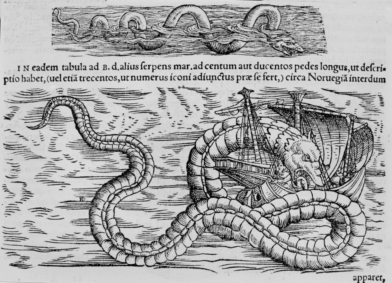 Serpente marino, creatura marina dopo Conrad Gesner da Unknown artist