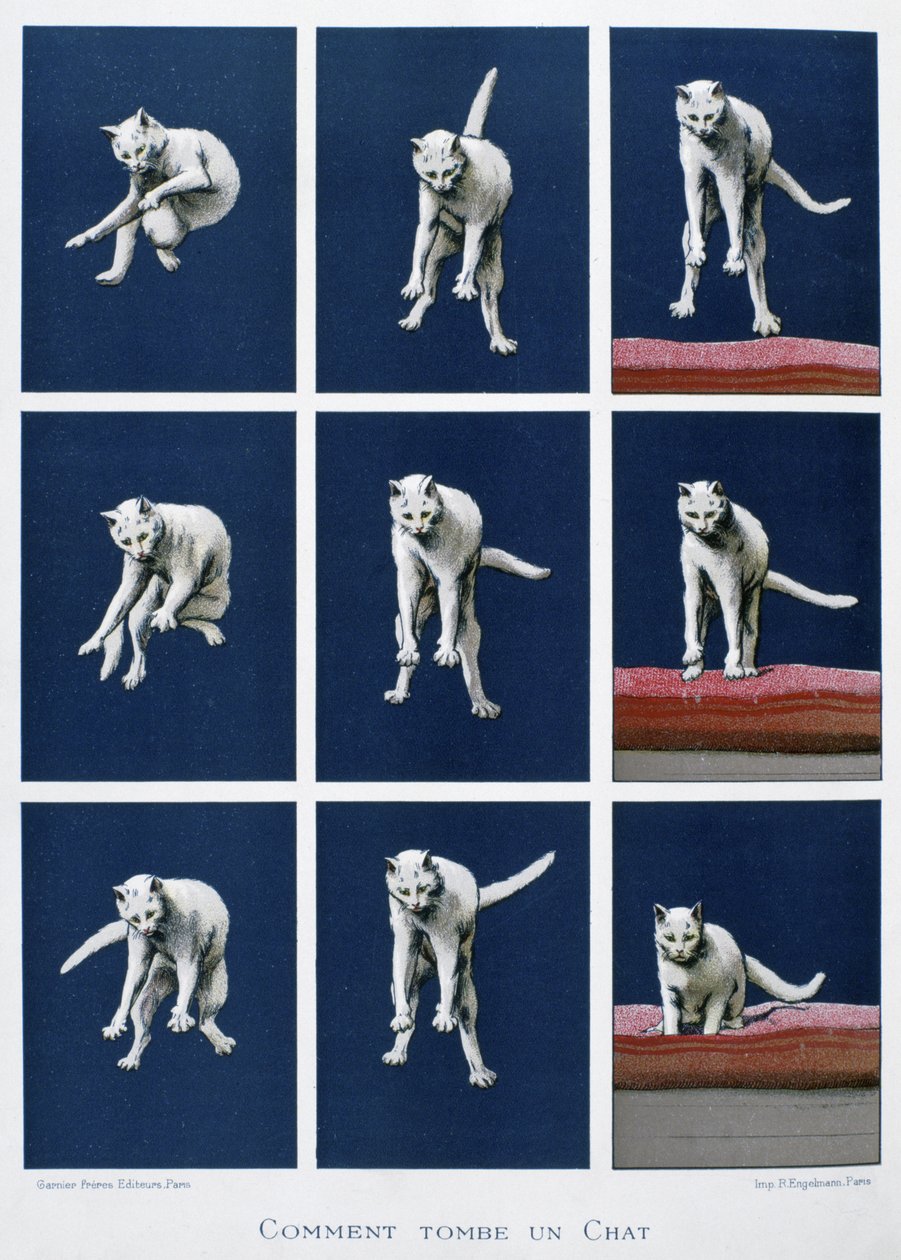 Serie di fotogrammi di un gatto che cade, c.1895 da Unknown artist