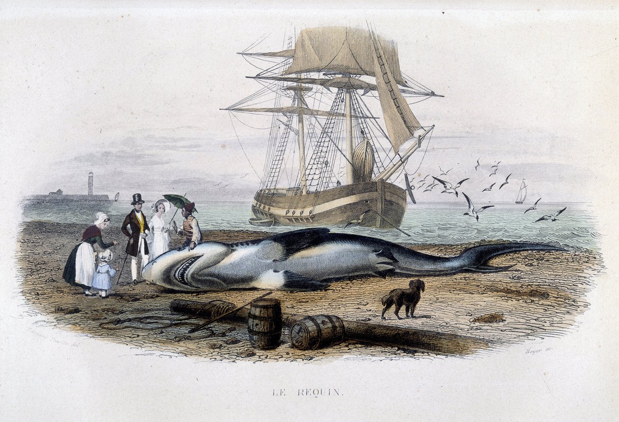 Pesca dello squalo - in "Histoire naturelle de Lacépède" da Unknown artist