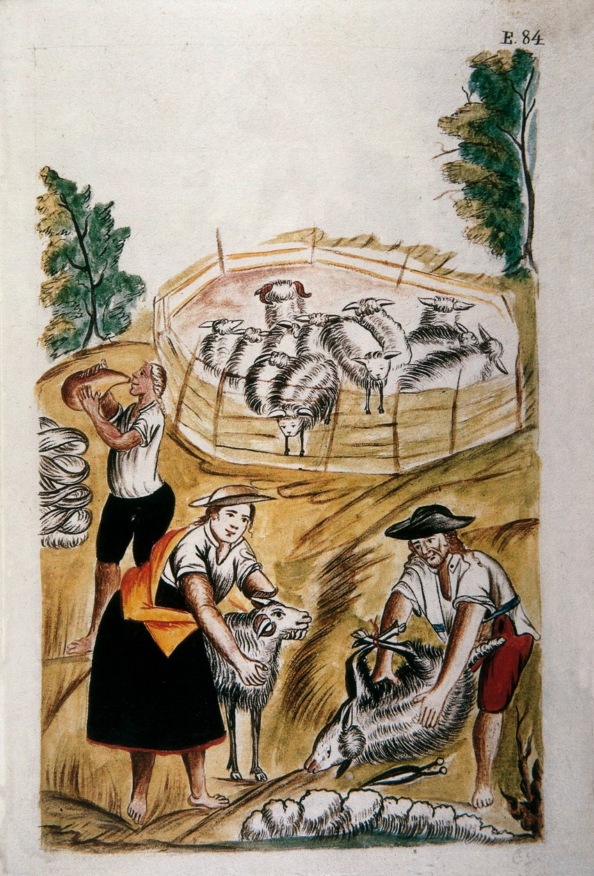 Tosatura delle pecore, dal libro "Trujillo del Peru" o "Codice Martínez Compañón" da Unknown artist