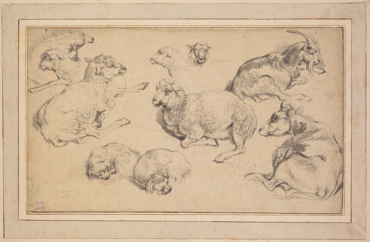 Foglio di studi con pecore, capre e cani da Unknown artist