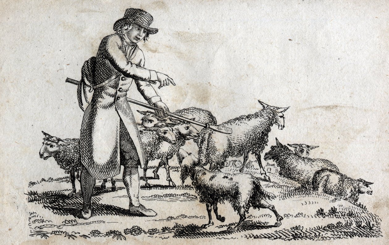 Pastore con il suo gregge di pecore. Incisione fine XVIII secolo. da Unknown artist