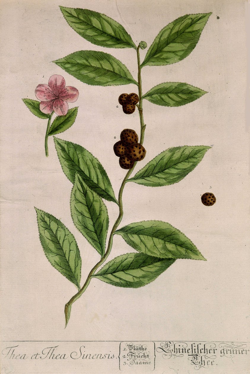 Pianta del tè Sinensis - tavola botanica da Unknown artist