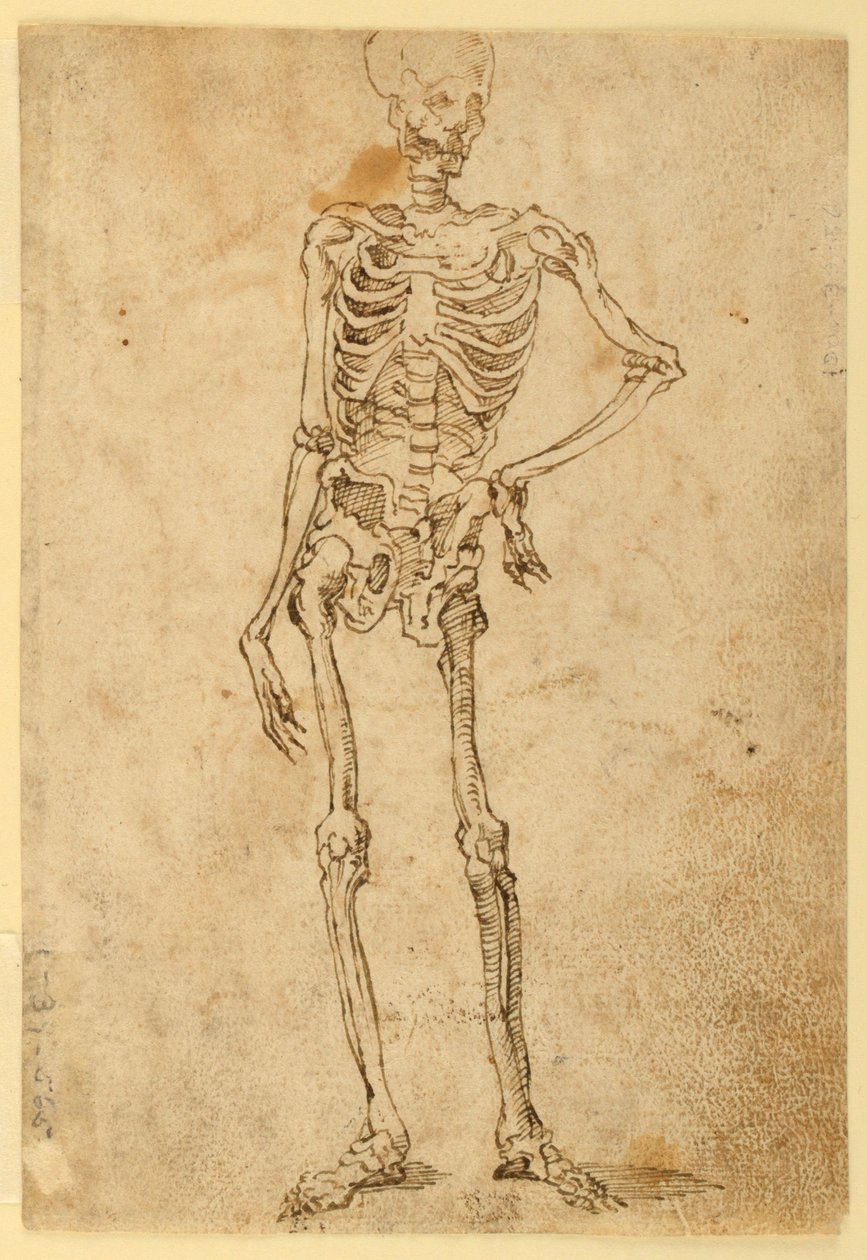 Scheletro da Unknown artist