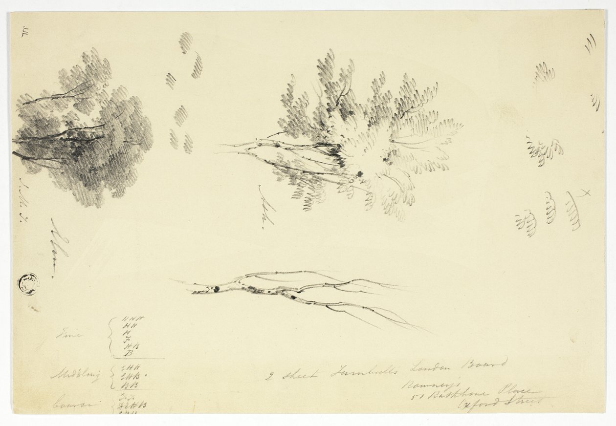 Schizzi di olmi e frassini da Unknown artist
