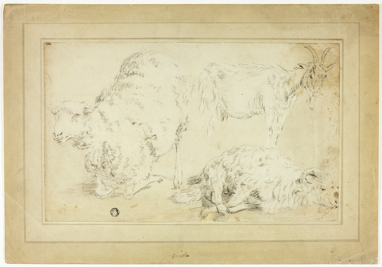 Schizzi di Pecore e Capre da Unknown artist