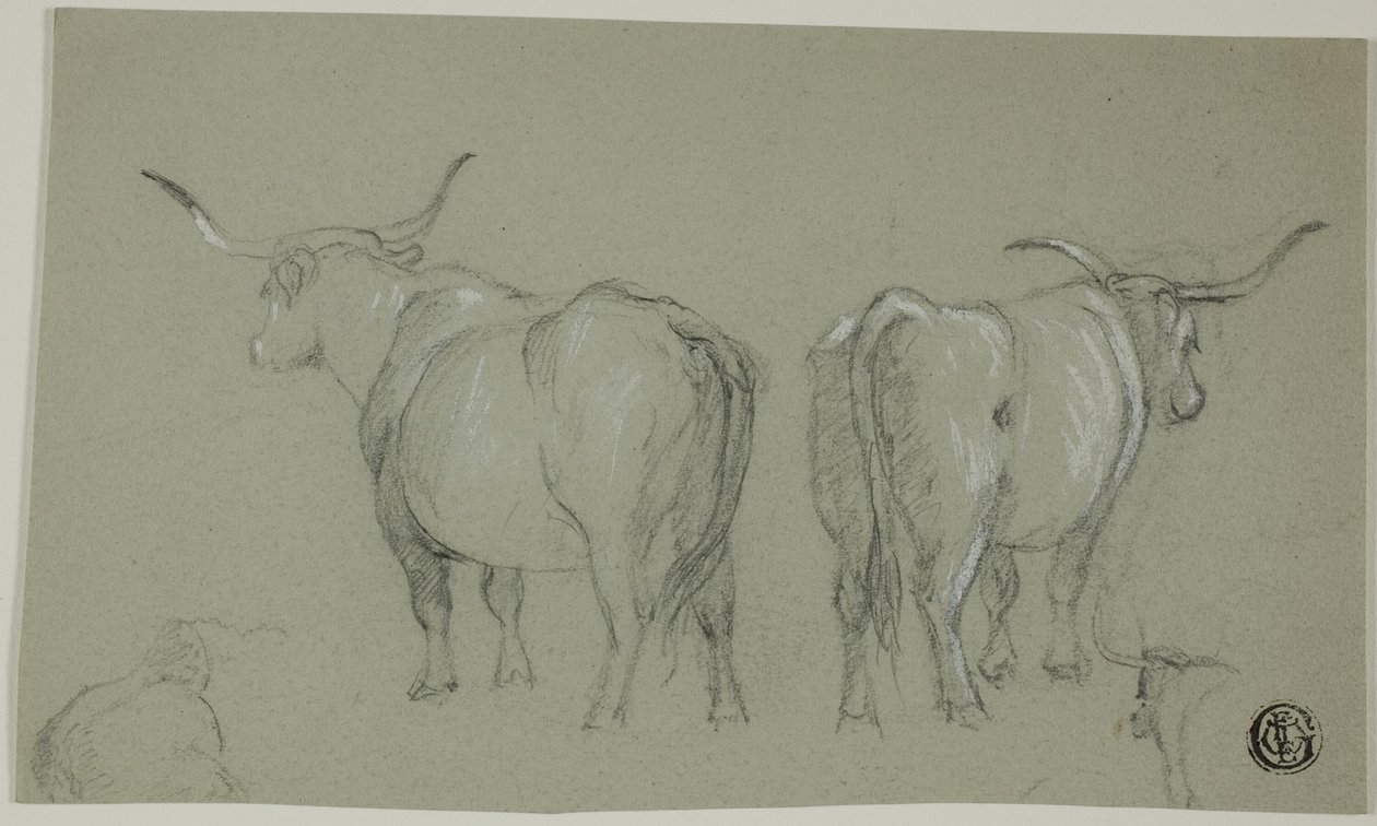Schizzi di bovini bianchi dalla Maremma da Unknown artist