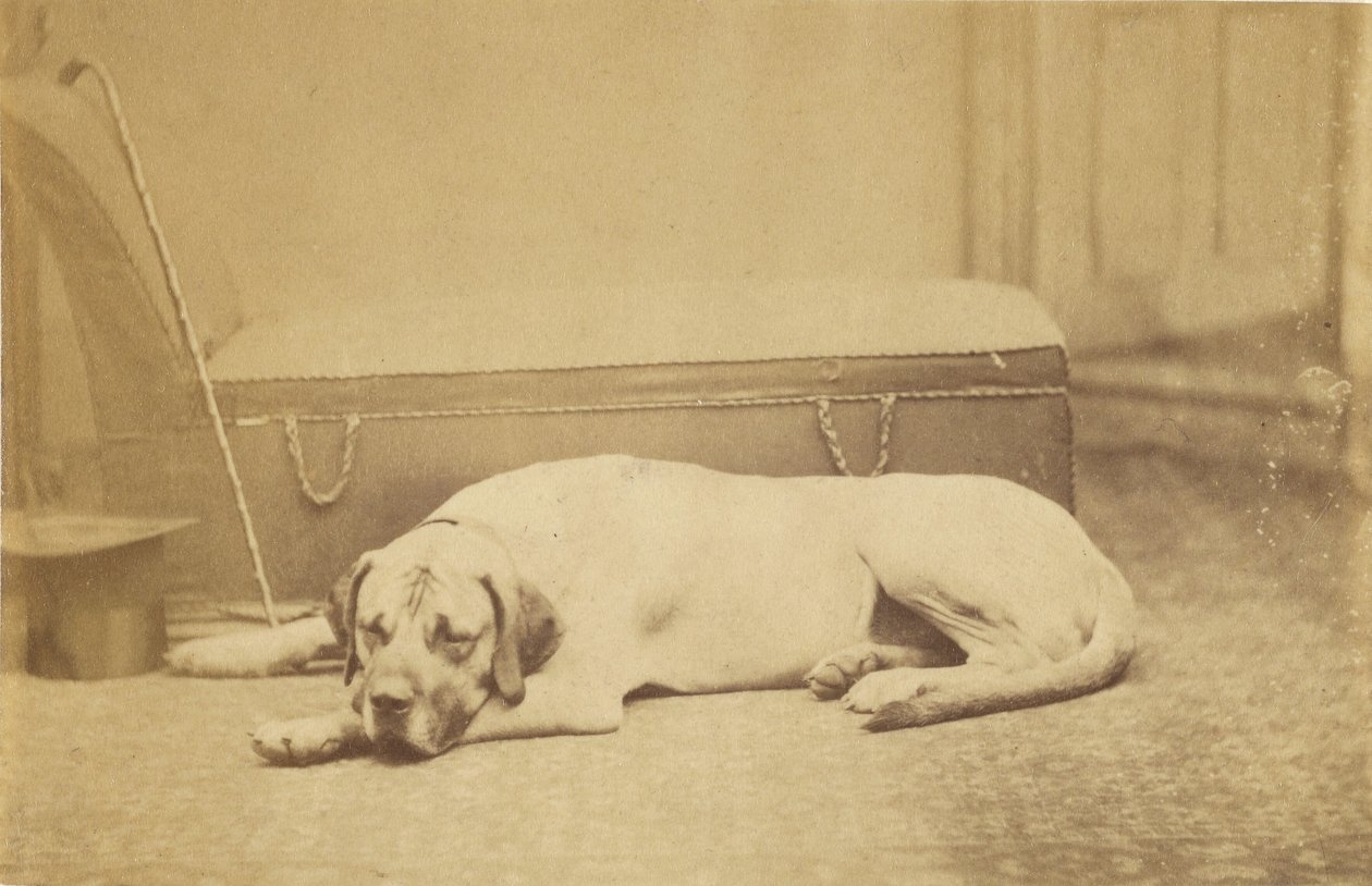 [Cane che dorme] da Unknown artist