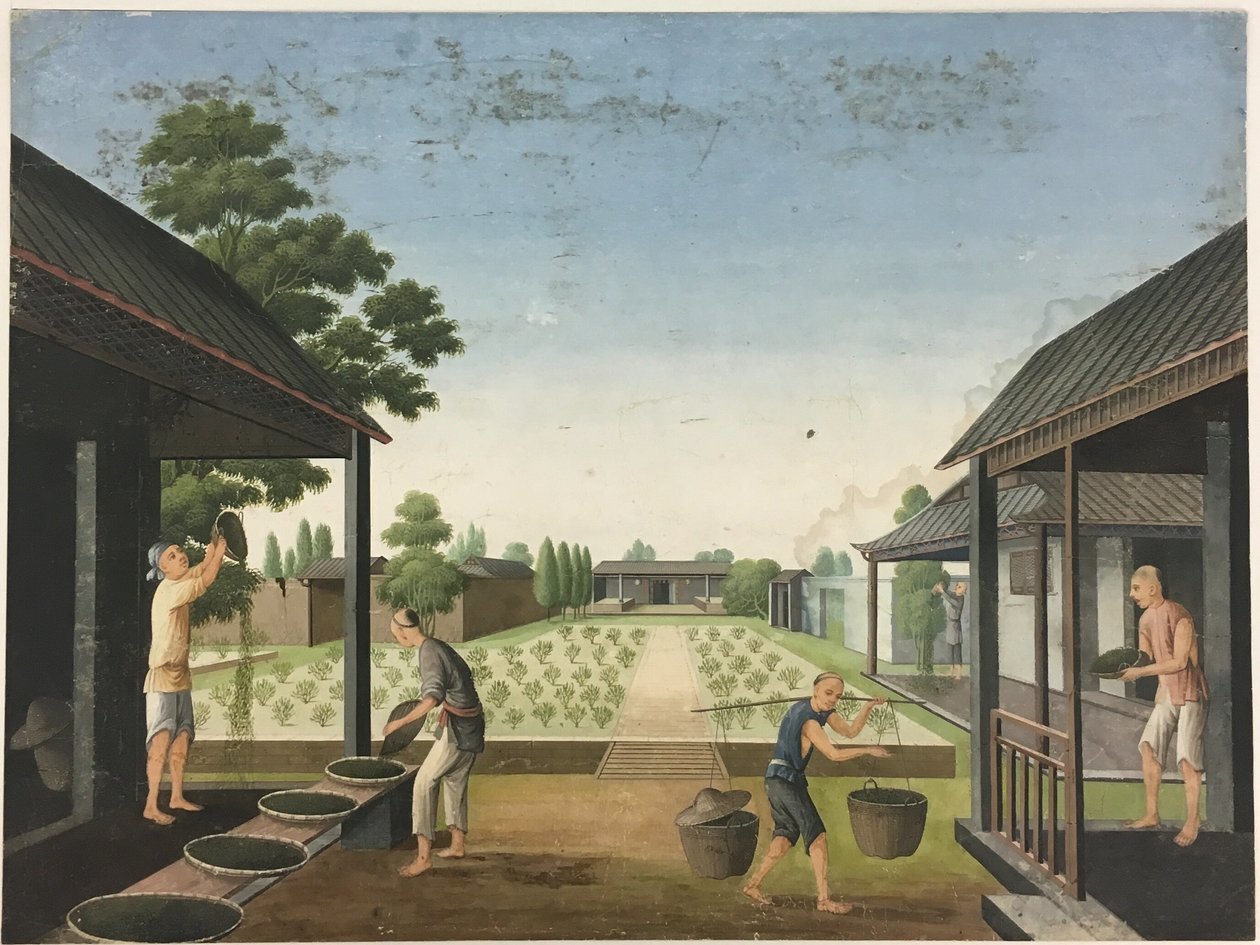 Filatura del tessuto, preparazione delle foglie di tè, preparazione della seta da Unknown artist