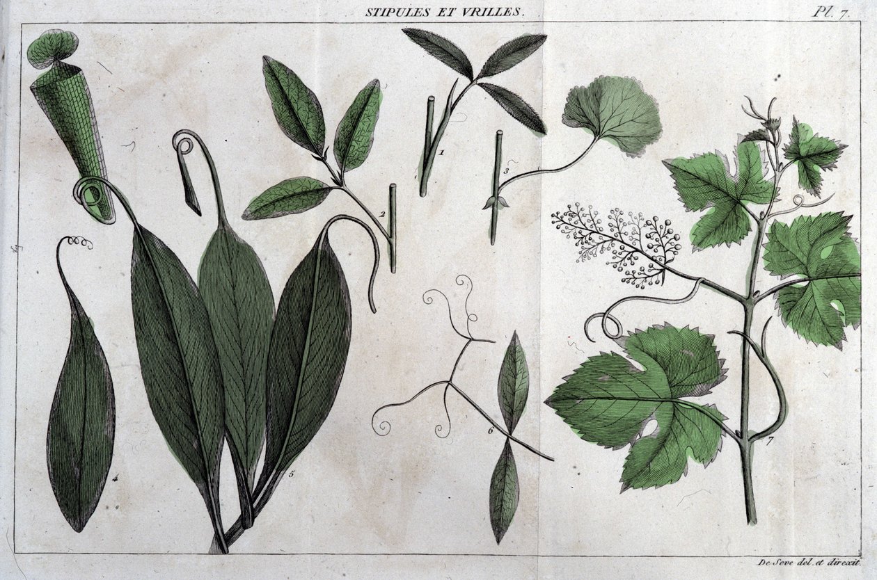Stipole e viticci: in “Flora Francese, o una breve descrizione di tutte le piante che crescono naturalmente in Francia, disposte secondo un nuovo metodo di analisi a cui si allega la citazione delle loro virtù meno equivoche in medicina e la loro utilità i da Unknown artist