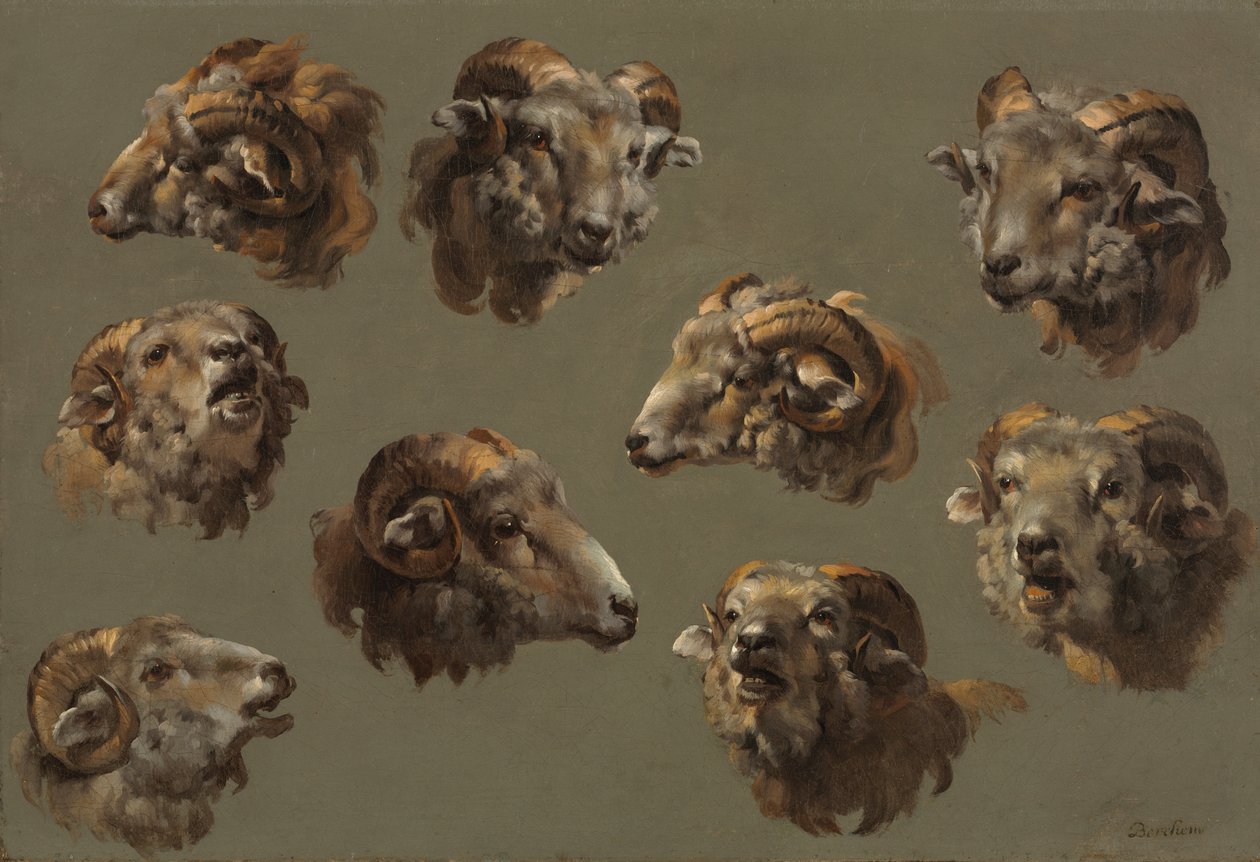 Studi di Teste di Ariete da Unknown artist