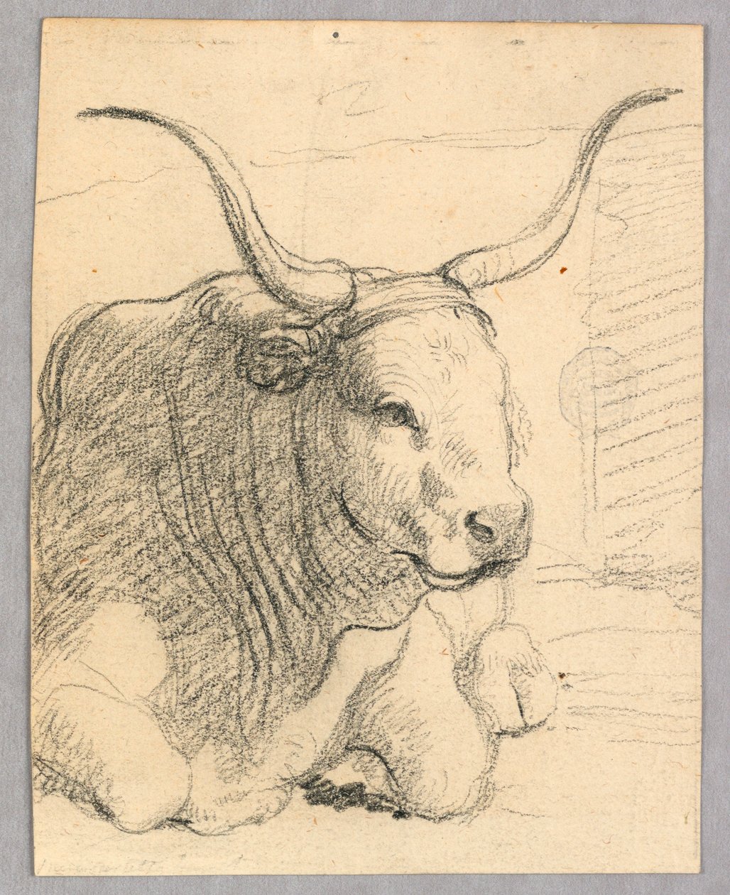 Studio: una mucca sdraiata da Unknown artist
