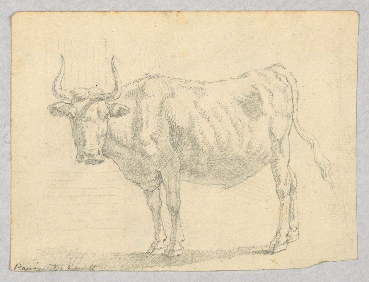 Studio di una mucca da Unknown artist