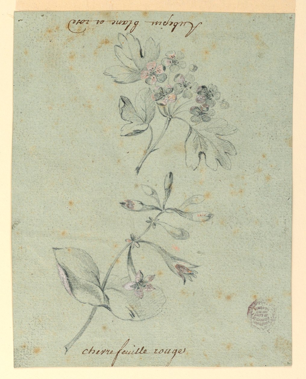 Studio di un Ramo di Biancospino e Caprifoglio da Unknown artist