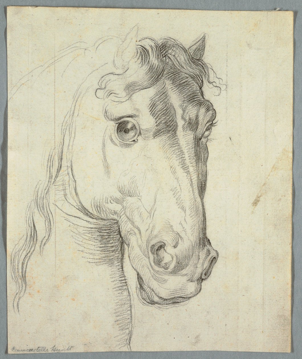 Studio di un cavallo da Unknown artist