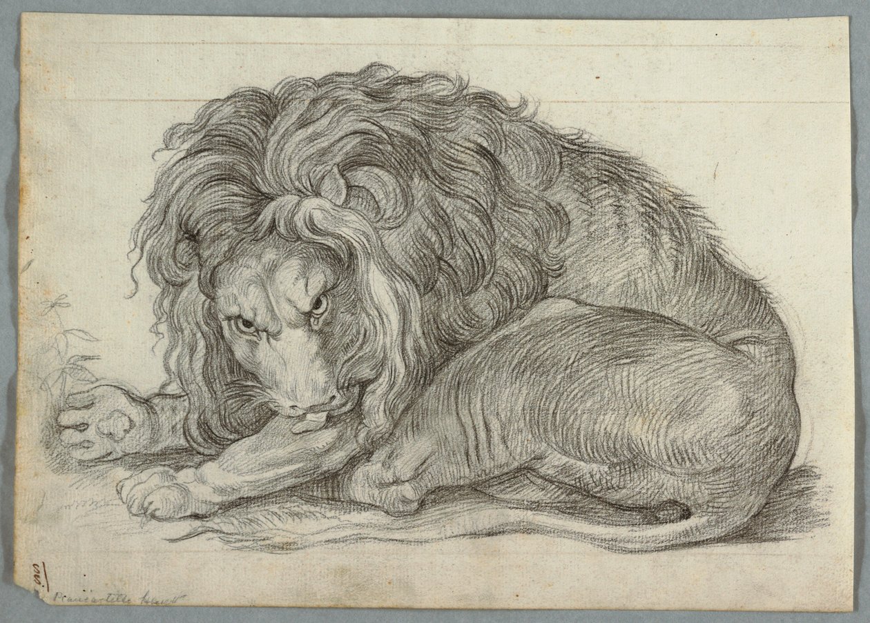 Studio di un leone da Unknown artist