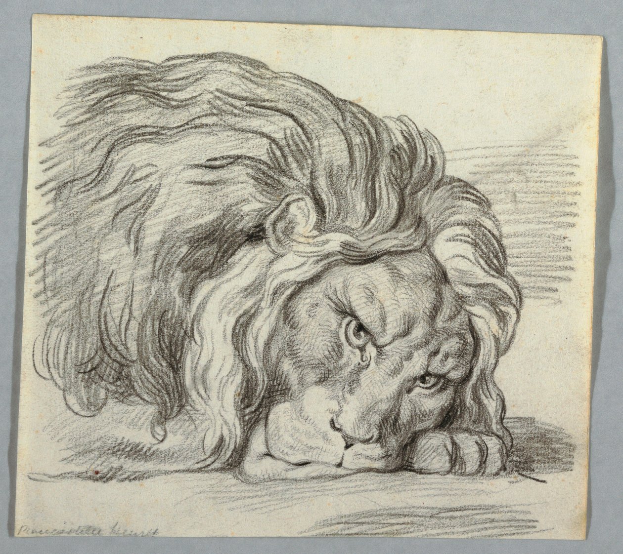 Studio di un Leone da Unknown artist