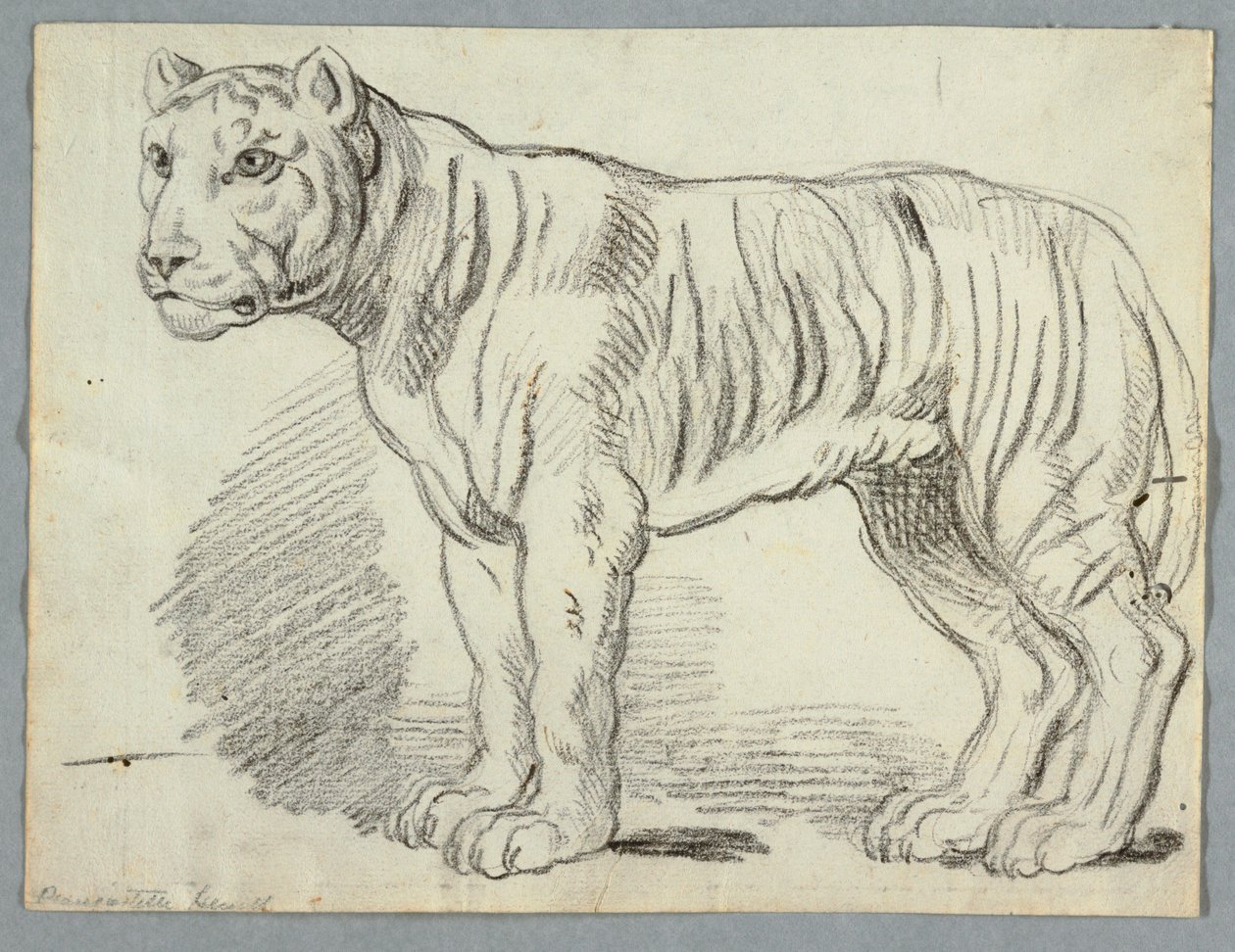 Studio di una tigre da Unknown artist