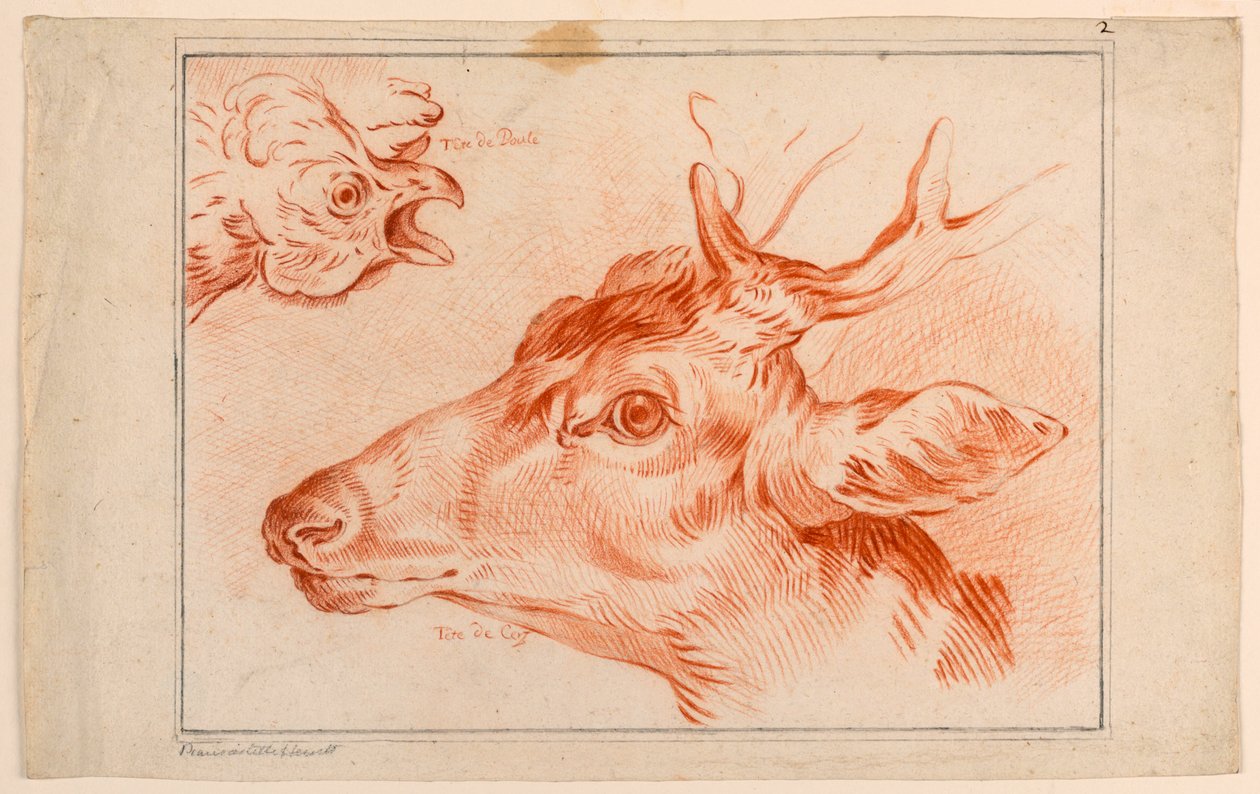 Studio delle Teste di un Pollo e di un Cervo da Unknown artist