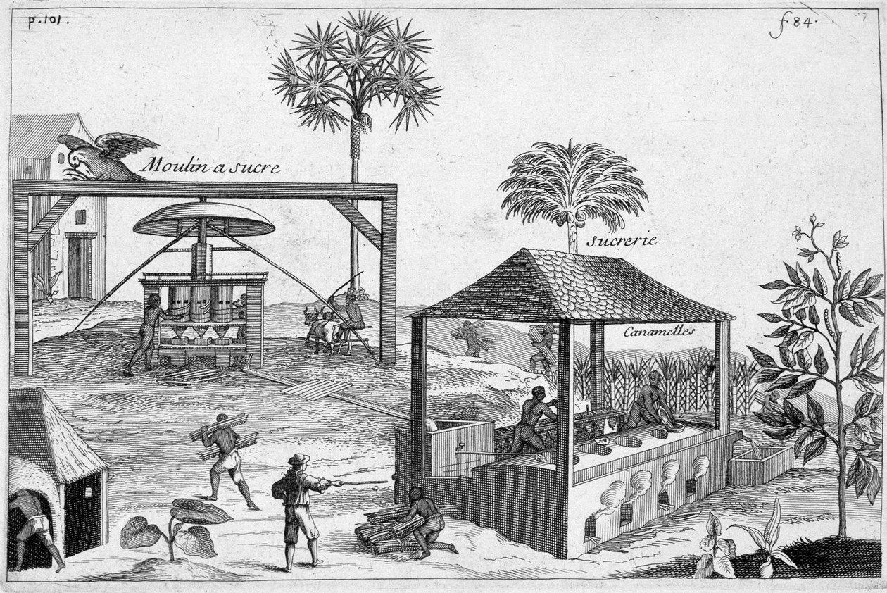 Produzione di zucchero: Zuccherificio e zuccherificio - in "General History of Drugs, Simple and Compounded" di Pomet da Unknown artist