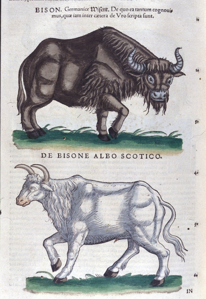 Il bisonte e il bisonte bianco da Historiae animalium di Konrad Gesner, Tiguri da Unknown artist
